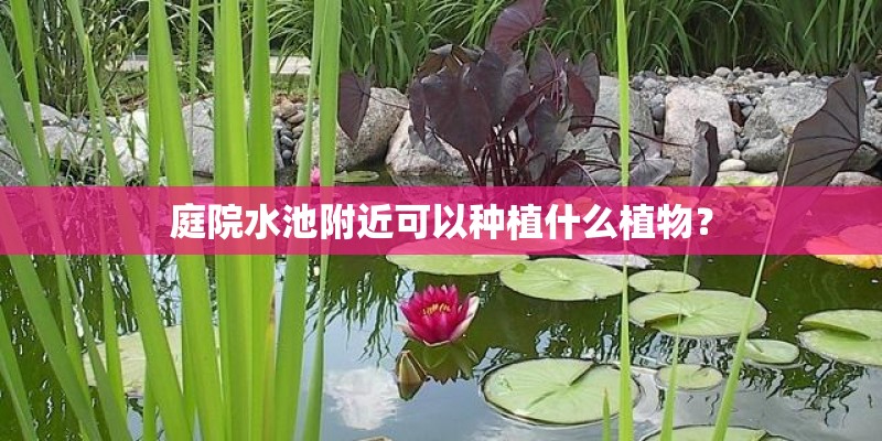 庭院水池附近可以种植什么植物? 庭院水池附近可以种植什么植物?