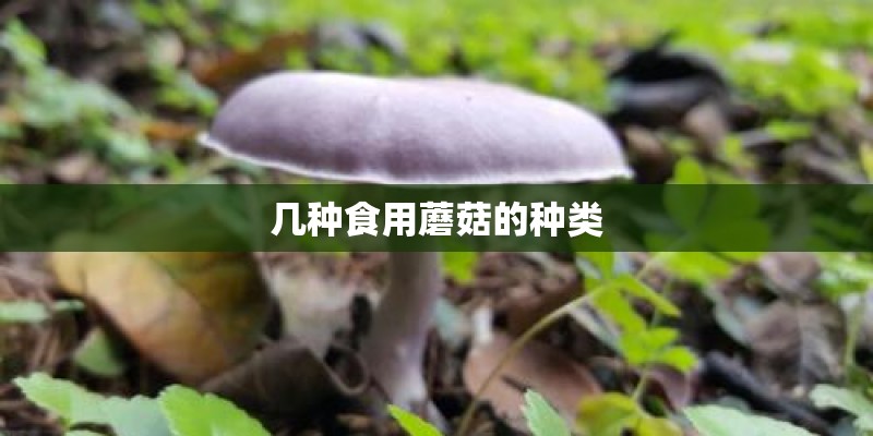 几种食用蘑菇的种类