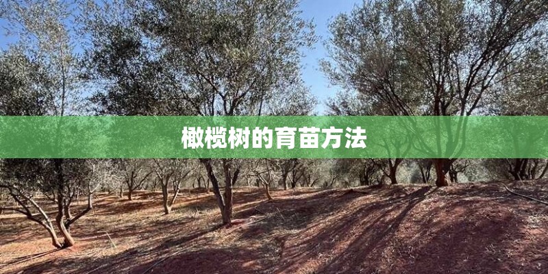 橄榄树的育苗方法