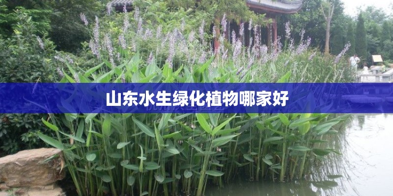 山东水生绿化植物哪家好