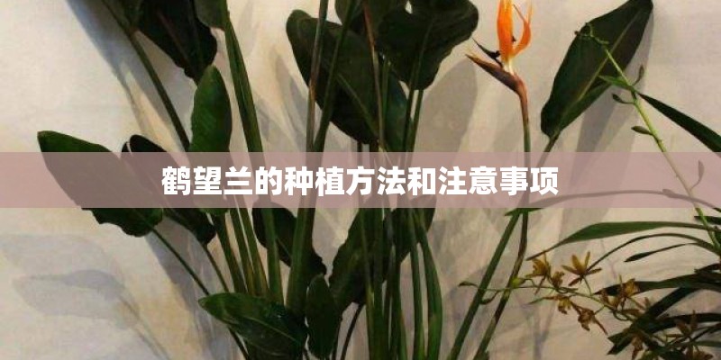 鹤望兰的种植方法和注意事项