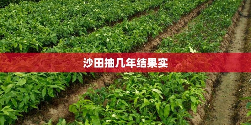 沙田抽几年结果实