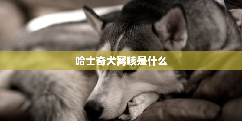 哈士奇犬窝咳是什么