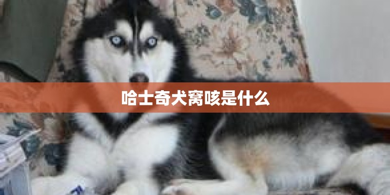 哈士奇犬窝咳是什么 哈士奇犬窝咳是什么