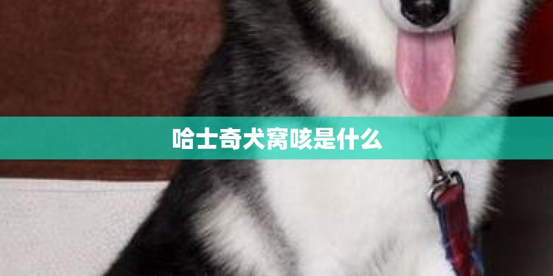 哈士奇犬窝咳是什么 哈士奇犬窝咳是什么