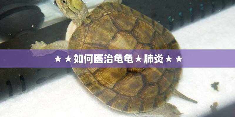 ★★如何医治龟龟★肺炎★★