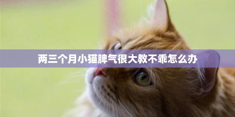 两三个月小猫脾气很大教不乖怎么办 两三个月小猫脾气很大教不乖怎么办