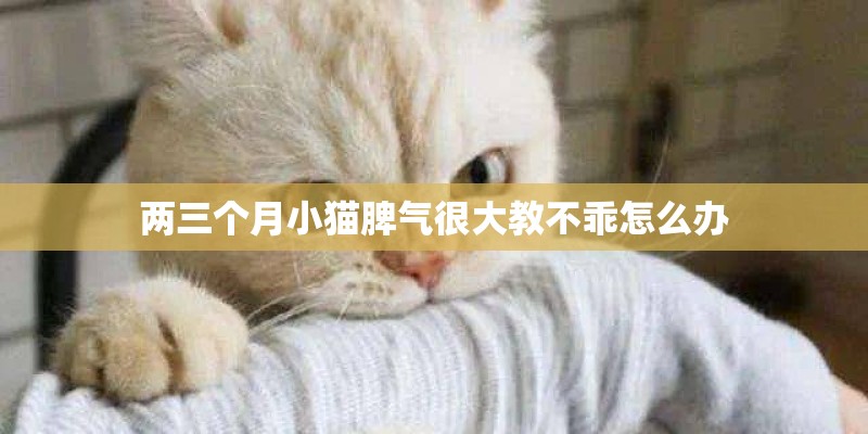 两三个月小猫脾气很大教不乖怎么办 两三个月小猫脾气很大教不乖怎么办