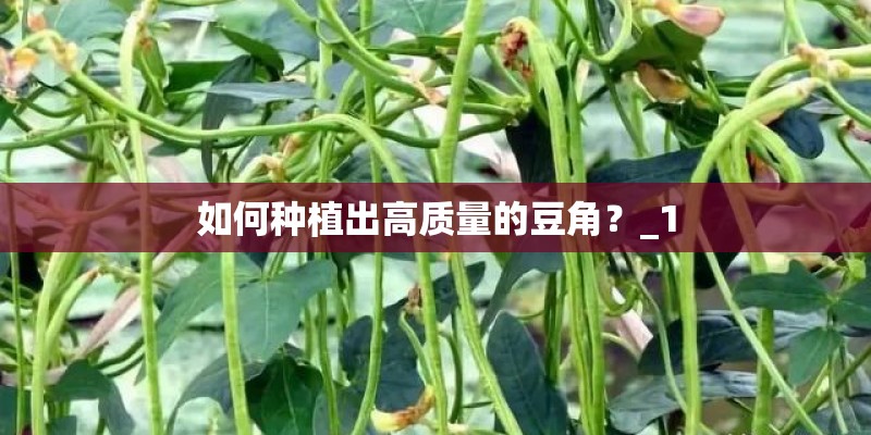 如何种植出高质量的豆角？_1