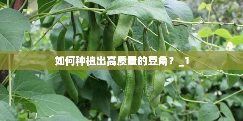 如何种植出高质量的豆角？_1