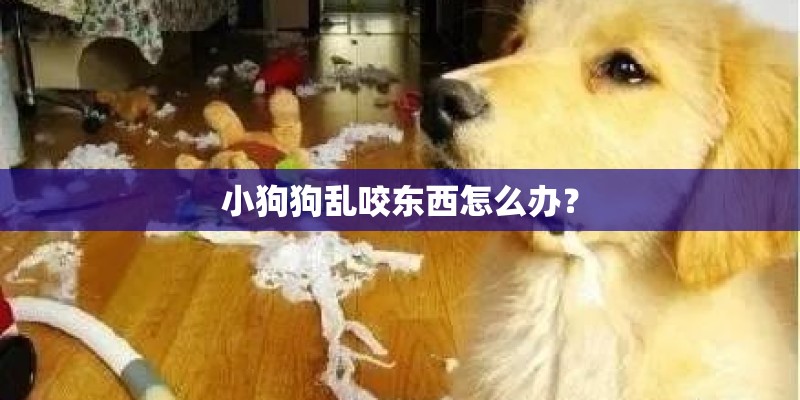 小狗狗乱咬东西怎么办？