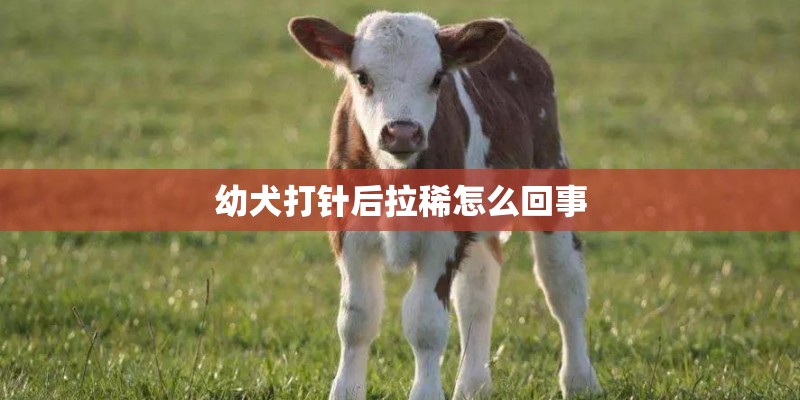幼犬打针后拉稀怎么回事