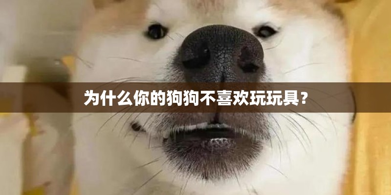 为什么你的狗狗不喜欢玩玩具？