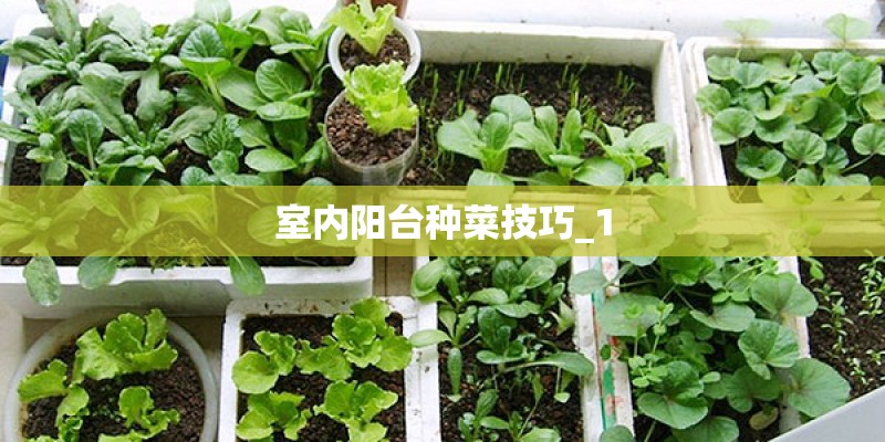 室内阳台种菜技巧_1