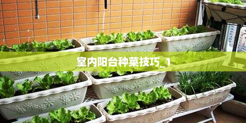 室内阳台种菜技巧_1 室内阳台种菜技巧_1