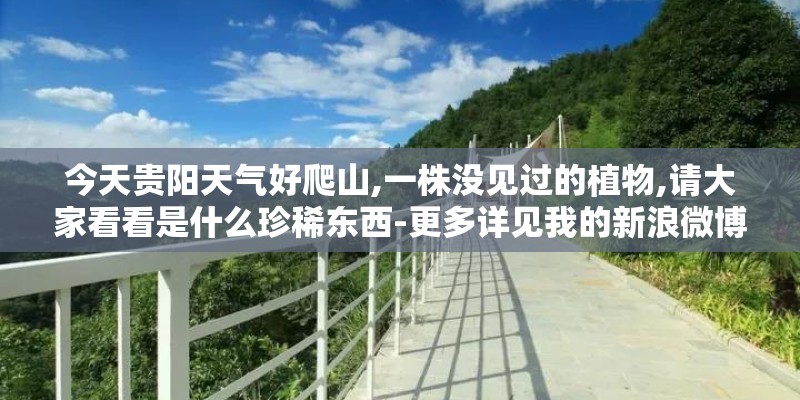 今天贵阳天气好爬山,一株没见过的植物,请大家看看是什么珍稀东西-更多详见我的新浪微博-云随风帆