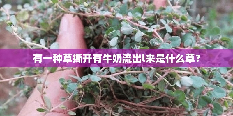 有一种草撕开有牛奶流出l来是什么草? 有一种草撕开有牛奶流出l来是什么草?
