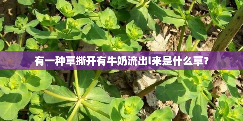 有一种草撕开有牛奶流出l来是什么草? 有一种草撕开有牛奶流出l来是什么草?