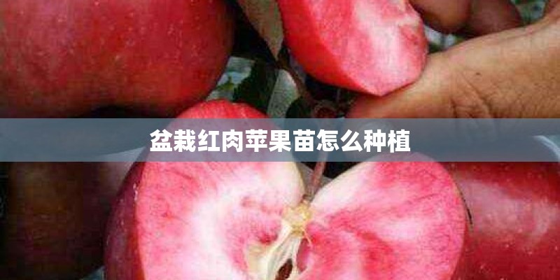 盆栽红肉苹果苗怎么种植