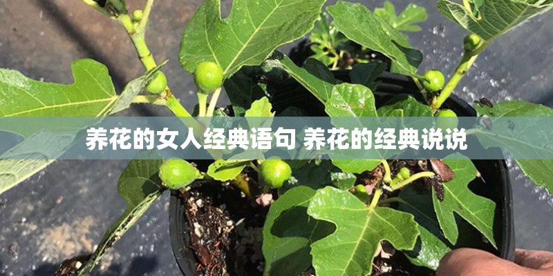 养花的女人经典语句 养花的经典说说