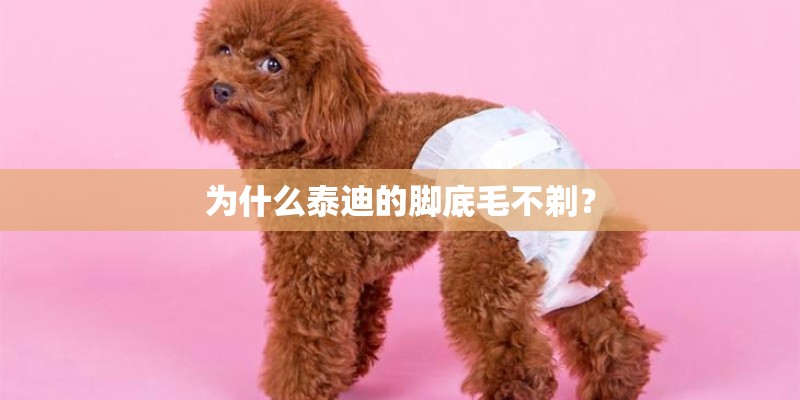 为什么泰迪的脚底毛不剃？