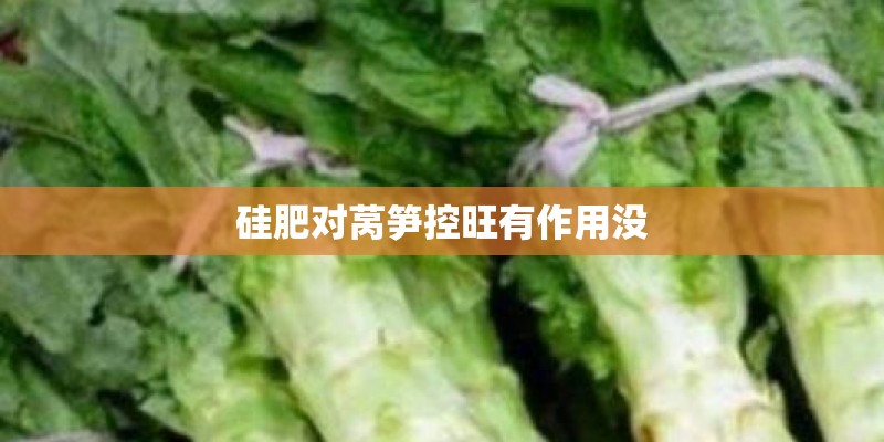 硅肥对莴笋控旺有作用没 硅肥对莴笋控旺有作用没
