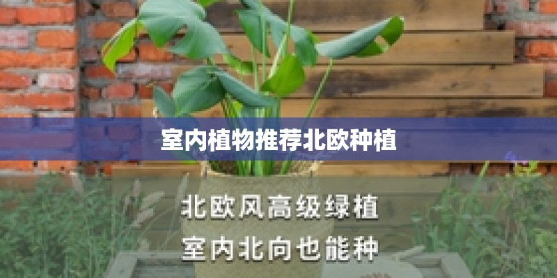 室内植物推荐北欧种植 室内植物推荐北欧种植