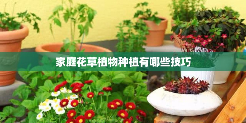 家庭花草植物种植有哪些技巧