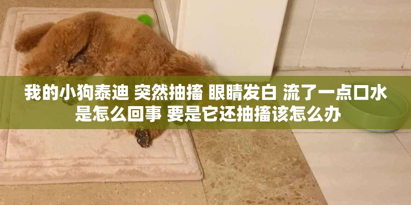 我的小狗泰迪 突然抽搐 眼睛发白 流了一点口水 是怎么回事 要是它还抽搐该怎么办 我的小狗泰迪 突然抽搐 眼睛发白 流了一点口水 是怎么回事 要是它还抽搐该怎么办