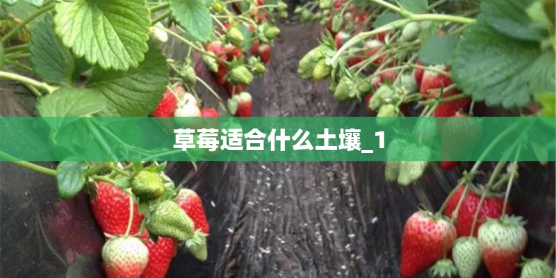 草莓适合什么土壤_1 草莓适合什么土壤_1