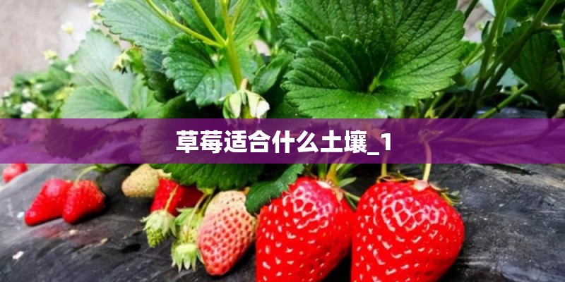 草莓适合什么土壤_1 草莓适合什么土壤_1