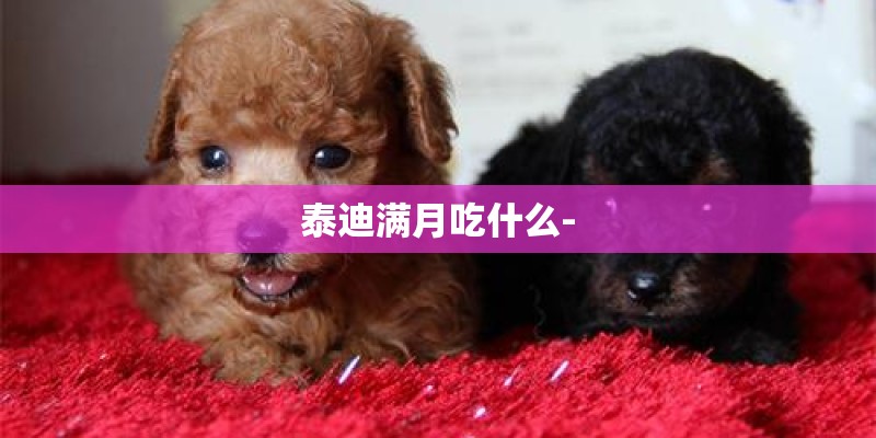 泰迪满月吃什么-