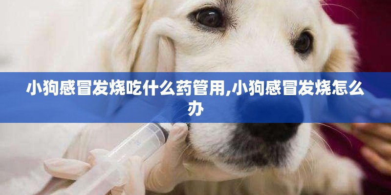 小狗感冒发烧吃什么药管用,小狗感冒发烧怎么办 小狗感冒发烧吃什么药管用,小狗感冒发烧怎么办