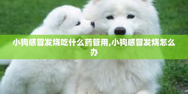 小狗感冒发烧吃什么药管用,小狗感冒发烧怎么办 小狗感冒发烧吃什么药管用,小狗感冒发烧怎么办