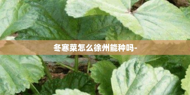 冬寒菜怎么徐州能种吗- 冬寒菜怎么徐州能种吗-