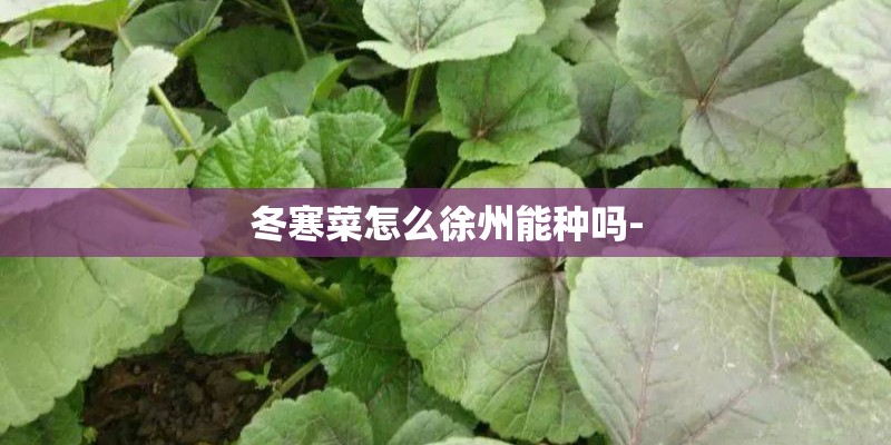 冬寒菜怎么徐州能种吗- 冬寒菜怎么徐州能种吗-