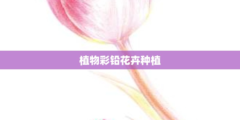 植物彩铅花卉种植 植物彩铅花卉种植