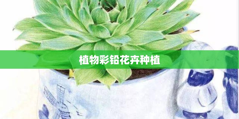 植物彩铅花卉种植 植物彩铅花卉种植