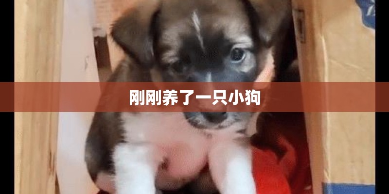 刚刚养了一只小狗 刚刚养了一只小狗