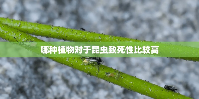 哪种植物对于昆虫致死性比较高 哪种植物对于昆虫致死性比较高