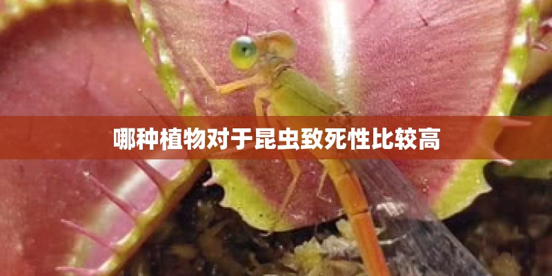 哪种植物对于昆虫致死性比较高 哪种植物对于昆虫致死性比较高
