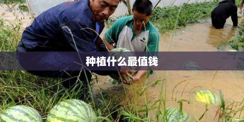 种植什么最值钱