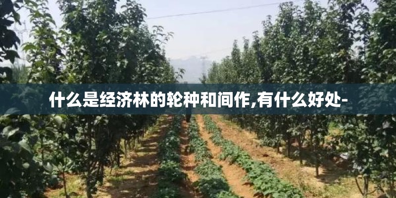 什么是经济林的轮种和间作,有什么好处- 什么是经济林的轮种和间作,有什么好处-