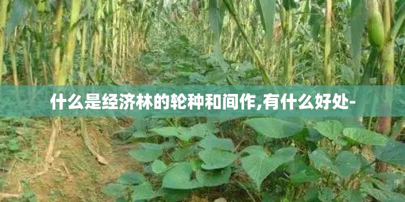 什么是经济林的轮种和间作,有什么好处- 什么是经济林的轮种和间作,有什么好处-
