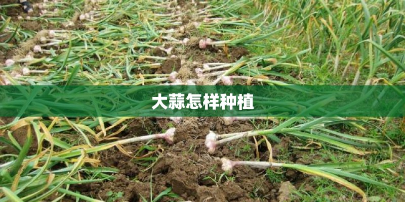 大蒜怎样种植