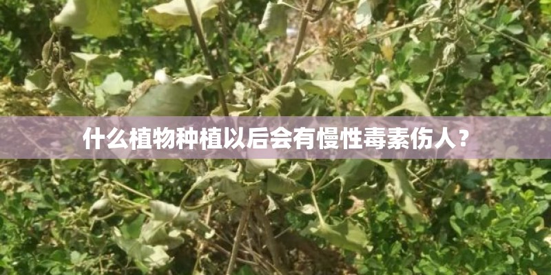 什么植物种植以后会有慢性毒素伤人? 什么植物种植以后会有慢性毒素伤人?