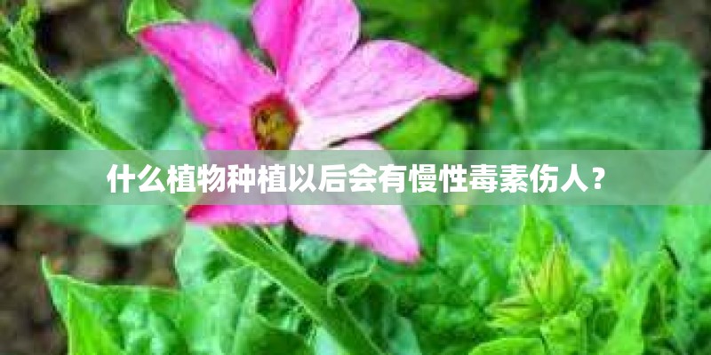 什么植物种植以后会有慢性毒素伤人? 什么植物种植以后会有慢性毒素伤人?