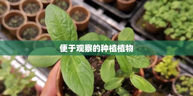 便于观察的种植植物