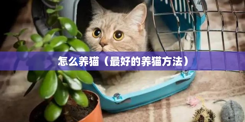 怎么养猫（最好的养猫方法）