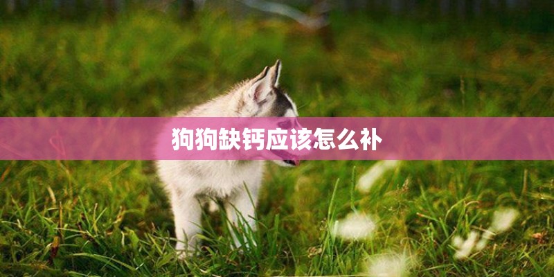 狗狗缺钙应该怎么补